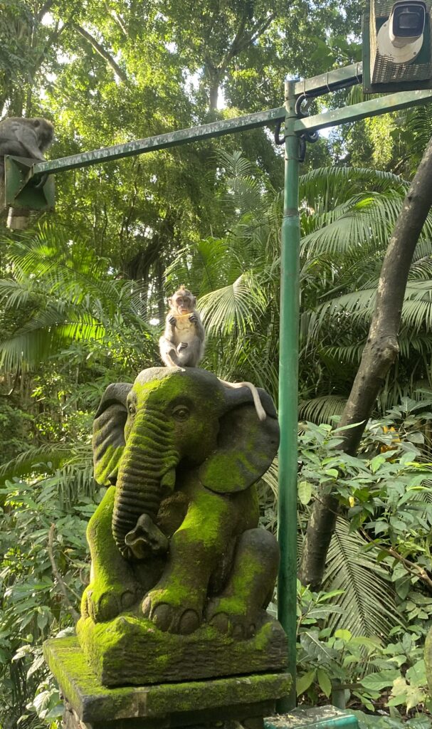 Ubud : les 3 activités qui m'ont le plus marquée à Bali La foret des singes